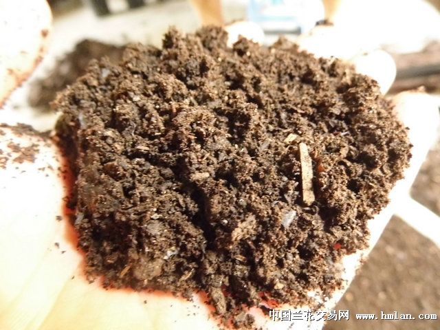 山泥腐殖土的选取及使用方法-种养心得-中国兰花交易网社区