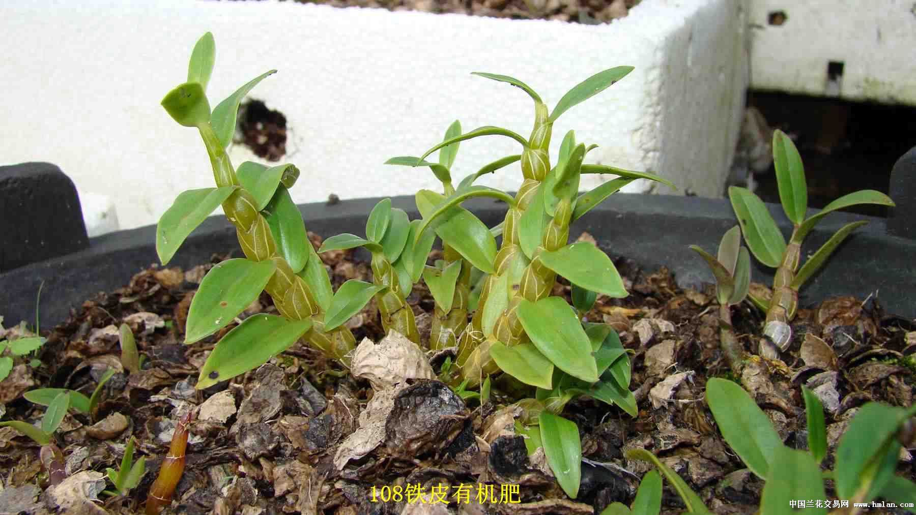 广西桂平白石山铁皮石斛成为国家地理标志农