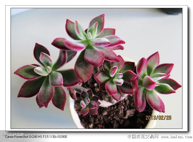 恋上多肉(2)-吉娃娃、广寒宫、绿焰、兰豆、锦晃星