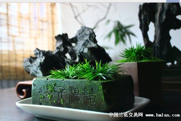 花草四雅之一虎须菖蒲