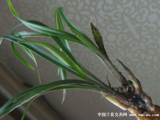 莲瓣顶级蝶草三芯蝶(大唐凤羽)3壮苗带叶蝶带芽