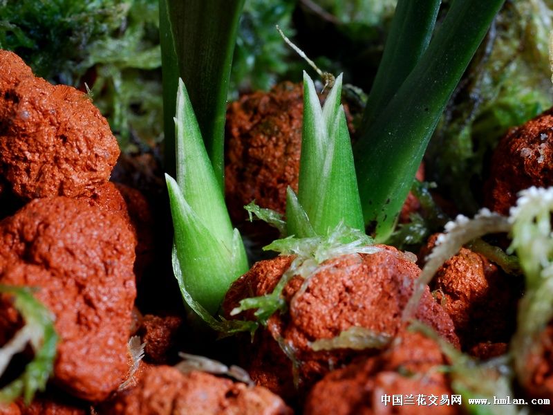 --几个漂亮的达摩芽芽--从此心里有个你---墨兰