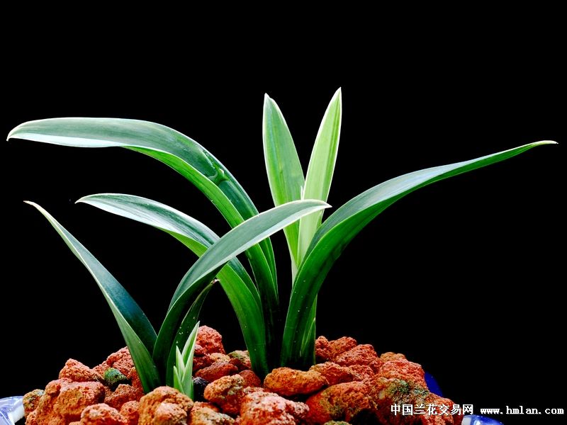 --几个漂亮的达摩芽芽--从此心里有个你---墨兰