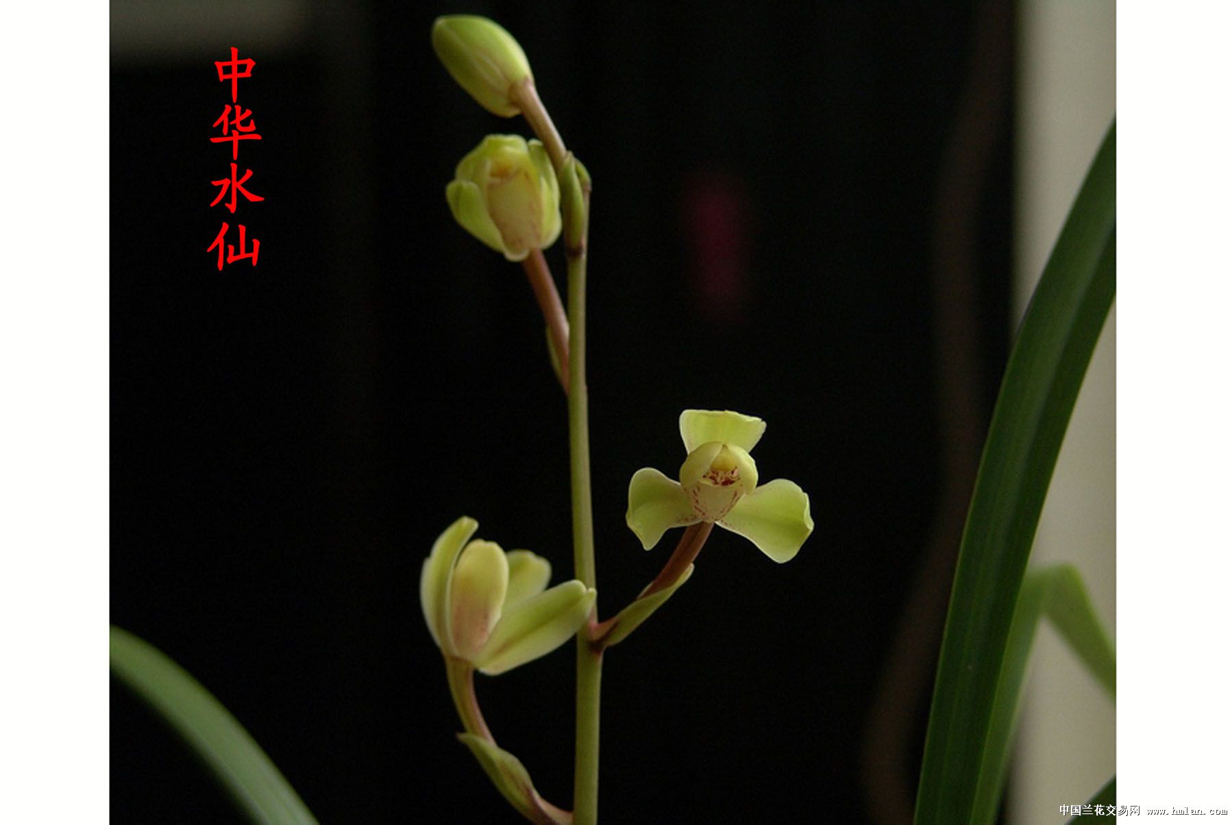 中华水仙 特级6苗连株