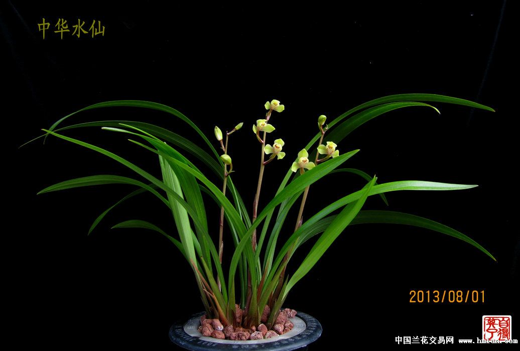 最美四季 中华水仙-建兰篇-中国兰花交易网社区