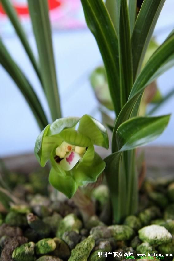 数数这个绿云有几瓣-春兰篇-中国兰花交易网社