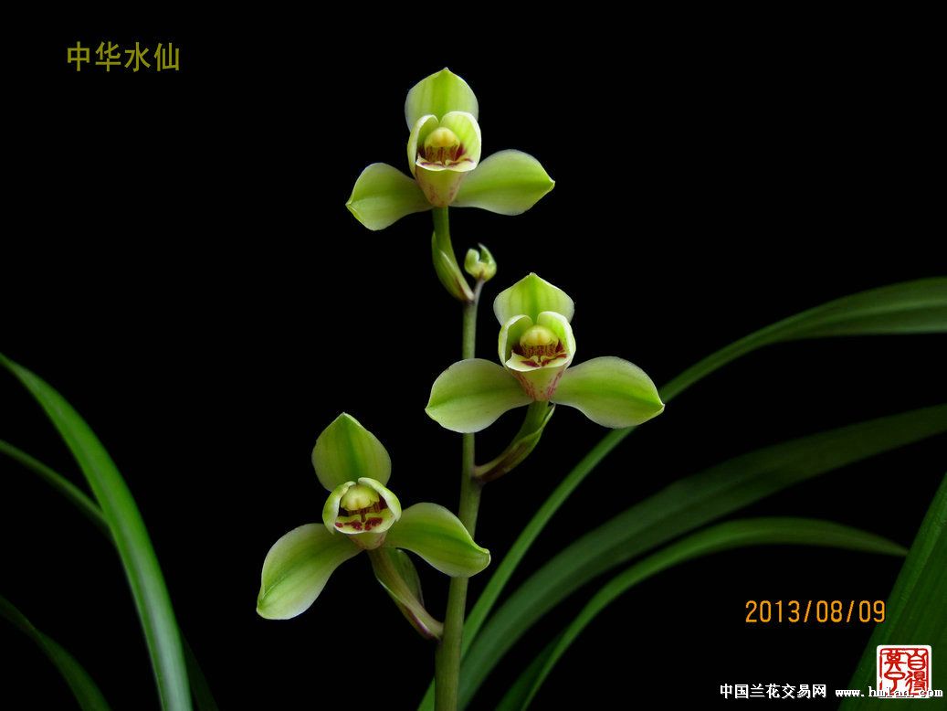 最美四季 中华水仙-建兰篇-中国兰花交易网社区