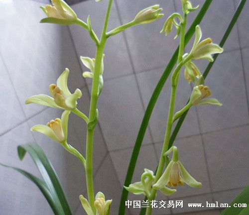 兰花水仙瓣图片 - yixingim.com