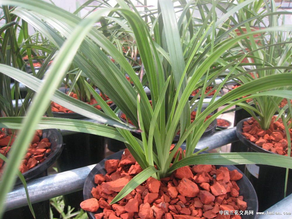 简易兰房种的老韭菜-蕙兰篇-中国兰花交易网社