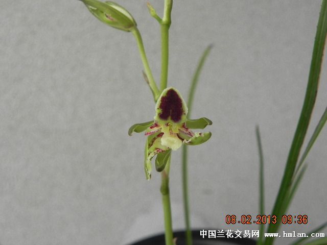 反季节开的蕙兰奇花-蕙兰篇-中国兰花交易网社