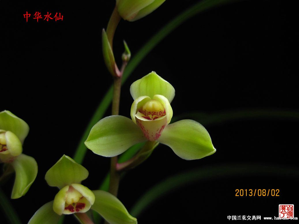 最美四季 中华水仙-建兰篇-中国兰花交易网社区