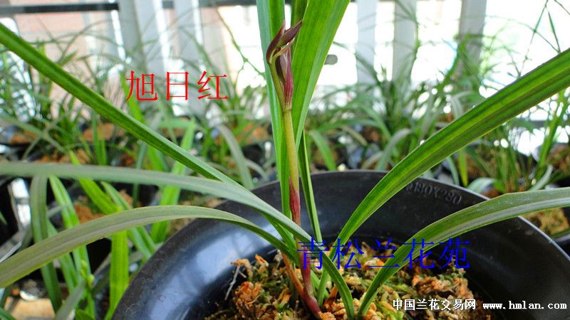 最美四季之-新珍品-旭日红-种养心得-中国兰花交易网社区