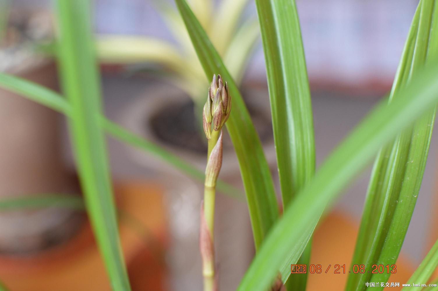 四季兰—漂亮的花骨朵-茶艺茶道-中国兰花交易网社区