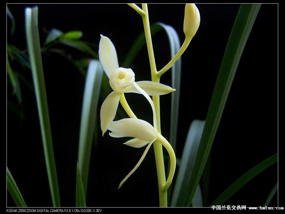 又见素心兰-建兰篇-中国兰花交易网社区