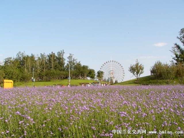 游锦州世博园(二)-旅游日记-中国兰花交易网社