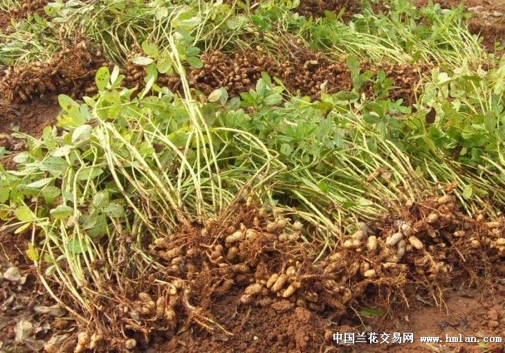 我的乡居生活之落花生-以兰会友-中国兰花交易