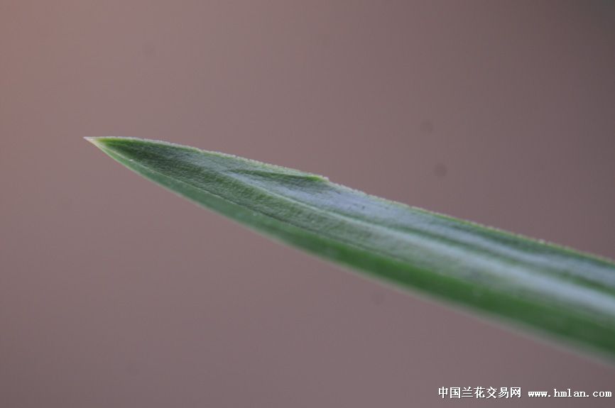 绿云:连体5苗超级清秀漂亮大壮苗