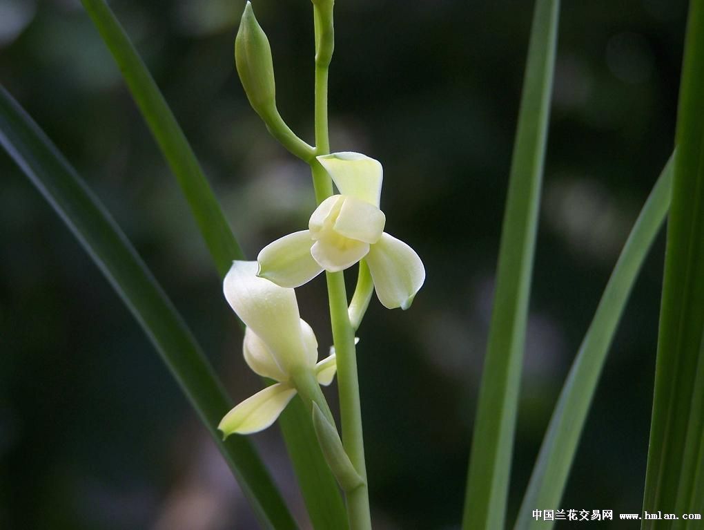 逸香居《雅素》赏集-建兰篇-中国兰花交易网社