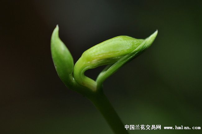 传说中的兰花指