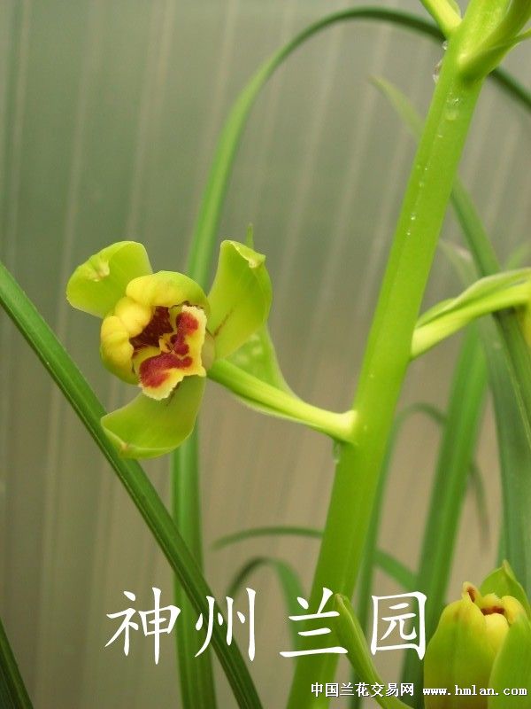 请兰友看漂亮刘梅!-蕙兰篇-中国兰花交易网社区