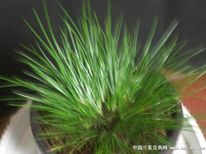 石菖蒲(虎须)