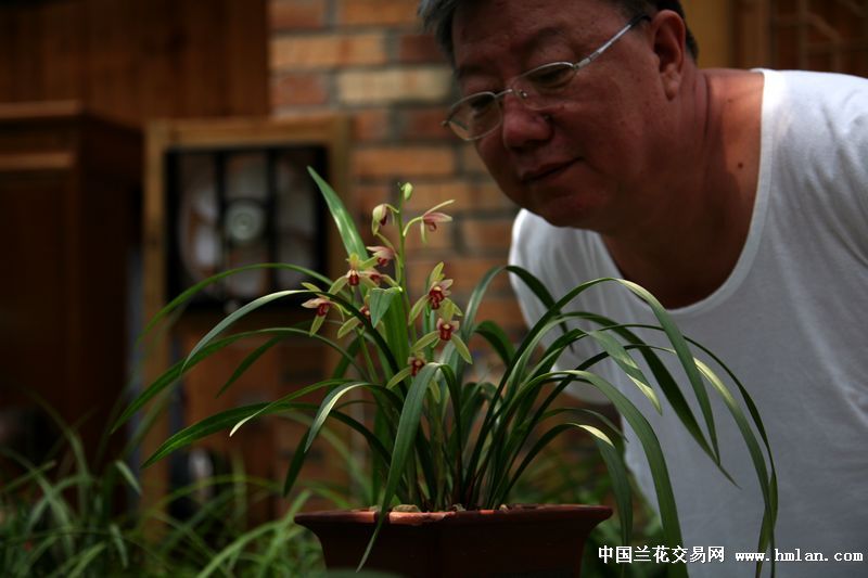 最美四季之——贵妃醉酒-建兰篇-中国兰花交易网社区