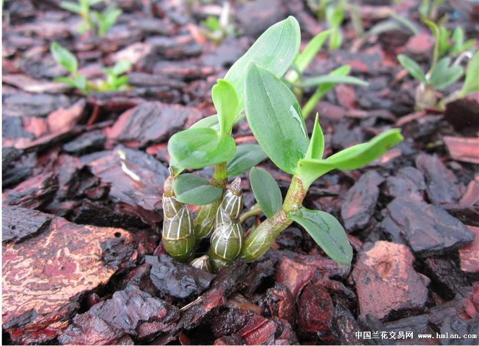 给大家 上点仿野生种植的铁皮石斛