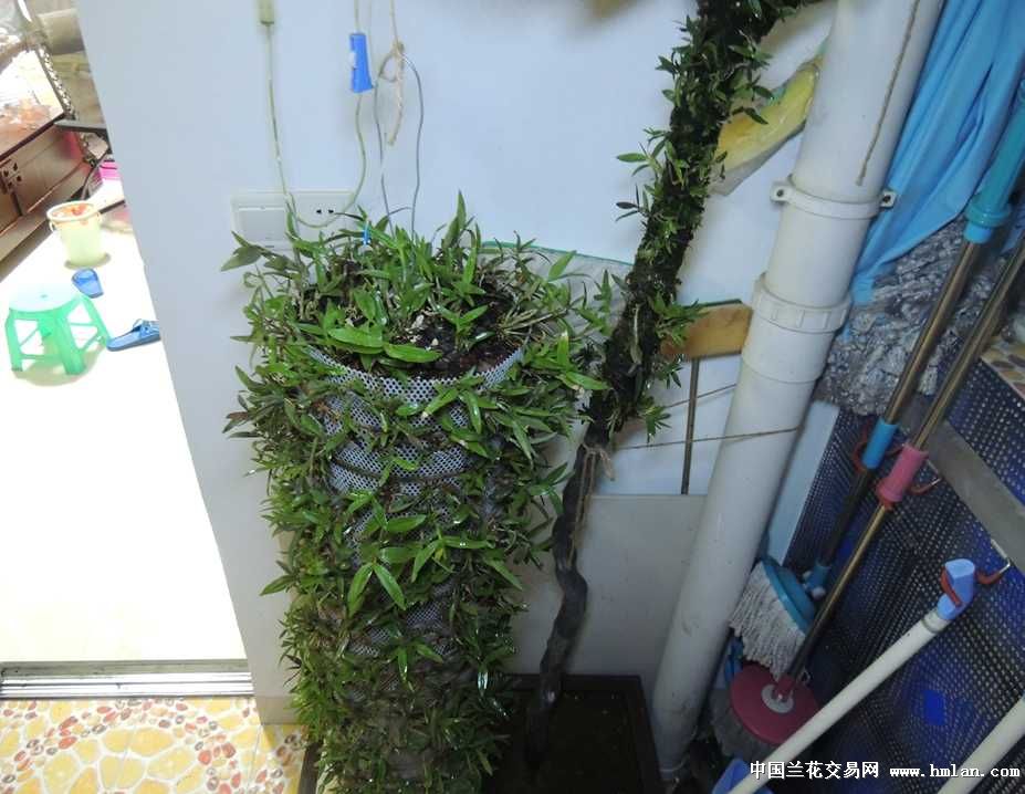 阳台种植铁皮石斛,你绝对没见识过的效果!