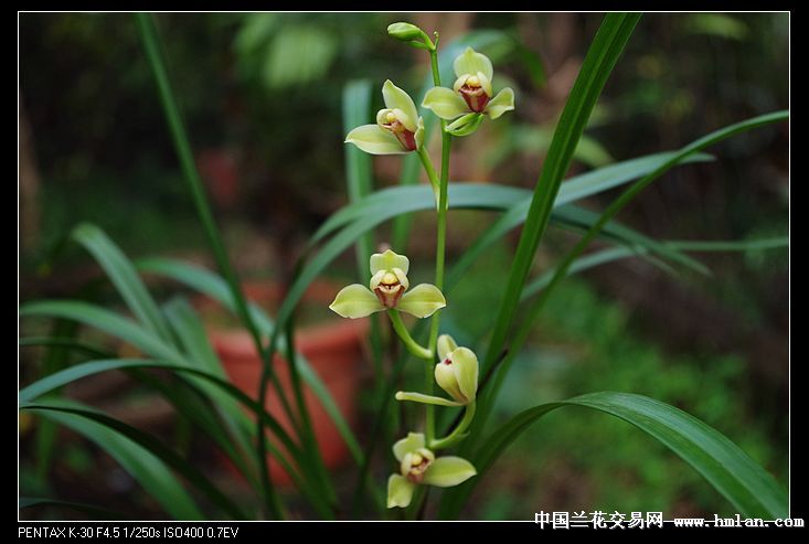 再次复花的荷王-茶余兰后-中国兰花交易网社区