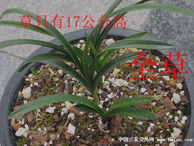 所有分类 下山新品 蕙兰 矮种 惠兰.下山.极品.矮种.园头.瓢草.