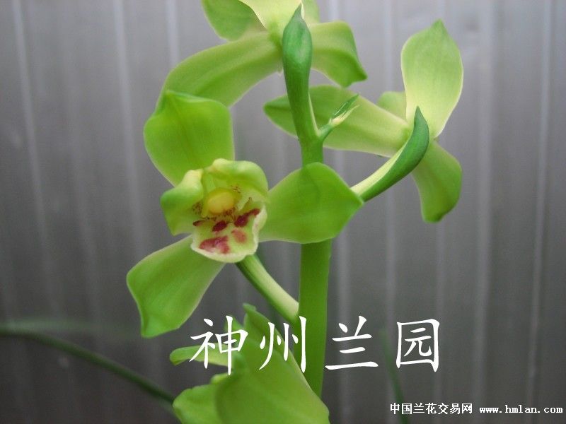 不羡仙(单苗带芽)