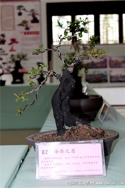 金弹子精品像型古桩(海豚之恋)