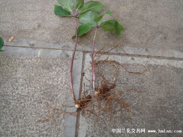 云南野生名贵中药--重楼-其他花卉-中国兰花交
