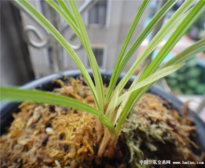 新种豆瓣艺草 - 中国兰花交易网