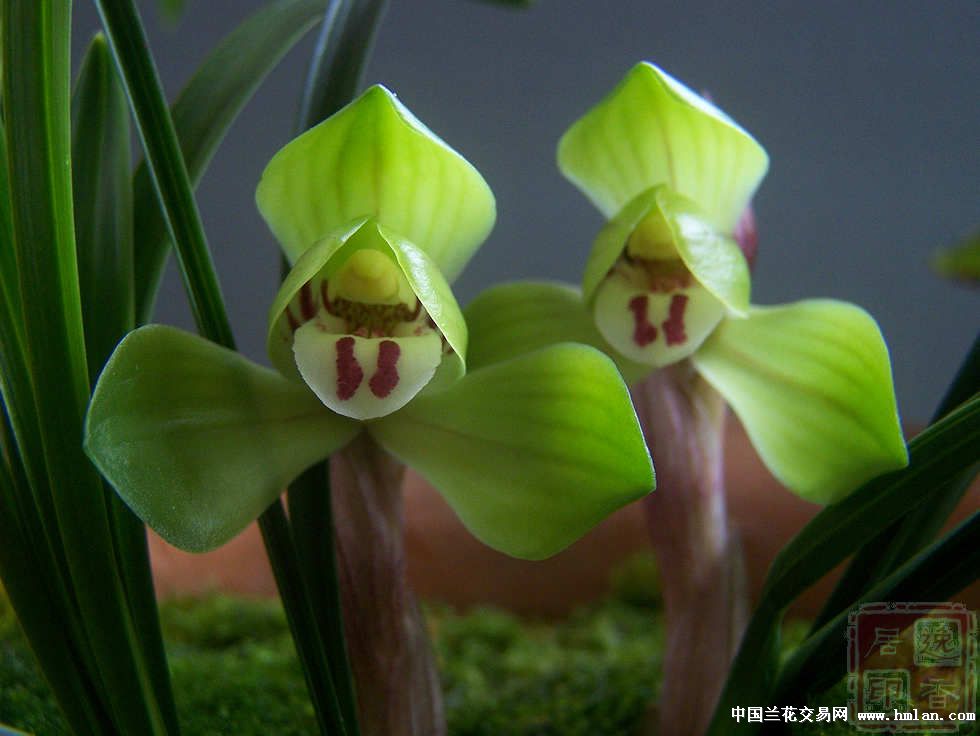 宋梅&大富贵-春兰篇-中国兰花交易网社区