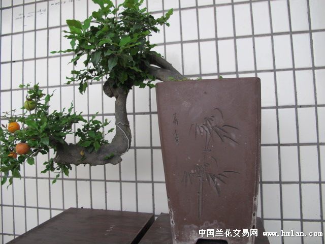 金弹子盆景-原生挂果母桩(临水式)