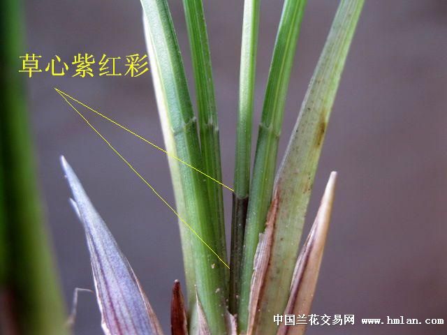 下山春兰/彩心.红芽.紫红花苞好赌草