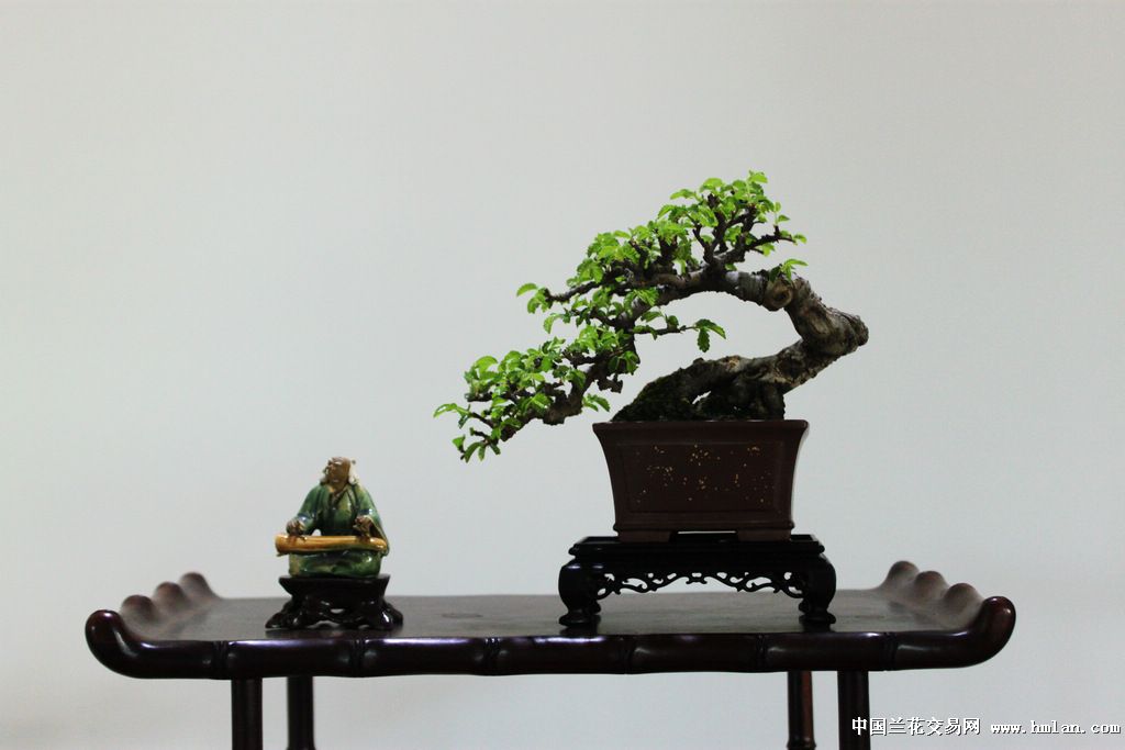 第十二届亚太盆景赏石大会*金坛*花絮-盆景园