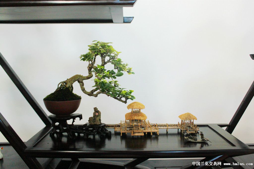 第十二届亚太盆景赏石大会*金坛*花絮-盆景园