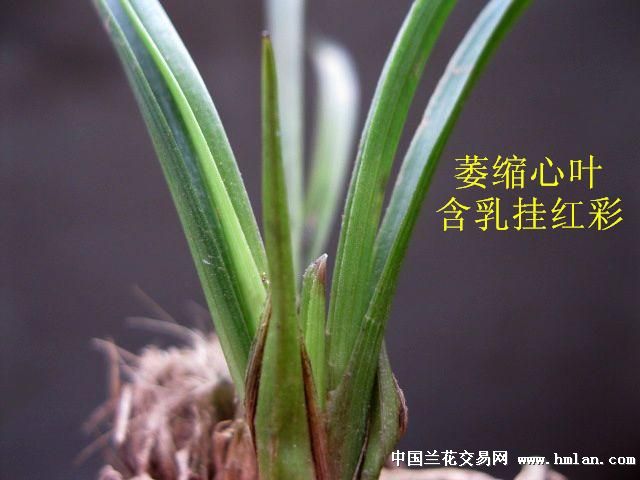 下山春兰/蝶花.叶蝶好赌草图片