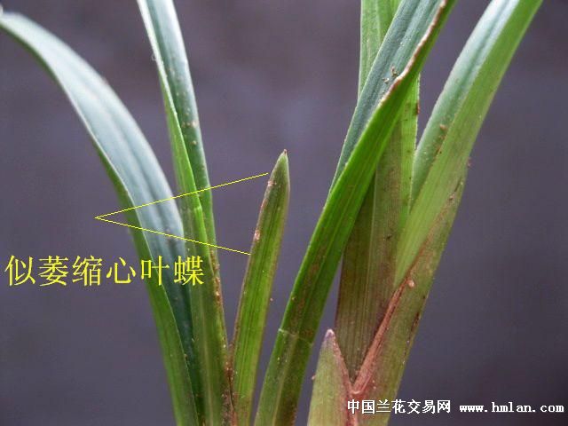 下山春兰/萎缩心叶蝶好赌草图片