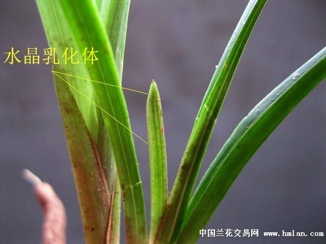 下山春兰/萎缩心叶蝶好赌草 - 中国兰花交易网