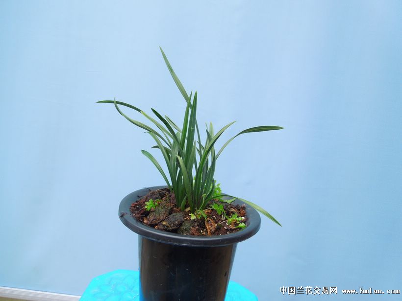 老种!翠盖荷- 特壮! (3花苞 1芽) - 中国兰花交易网