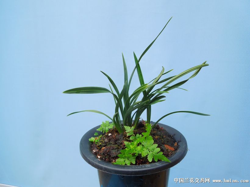 老种!翠盖荷- 特壮! (3花苞 1芽) - 中国兰花交易网