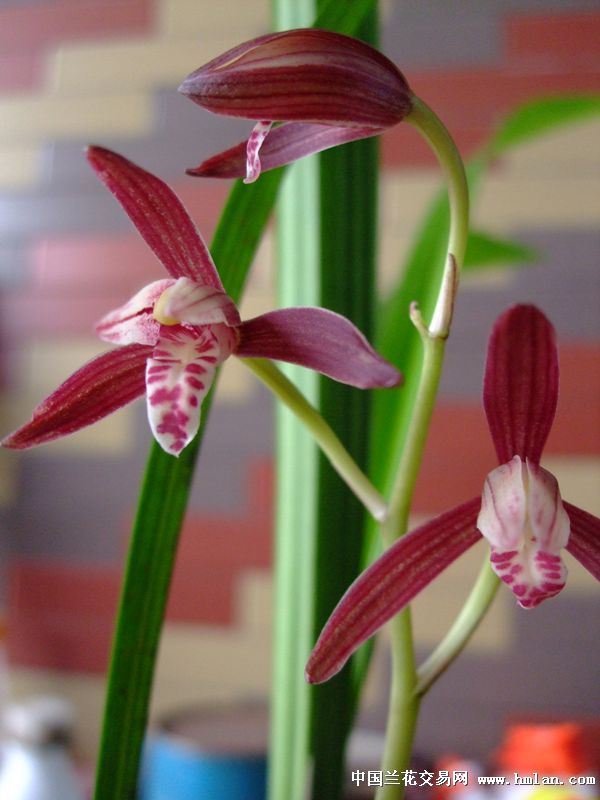 下山新品取各 辣<em>妹</em>子 <em>存档</em>-建兰篇-中国兰花交