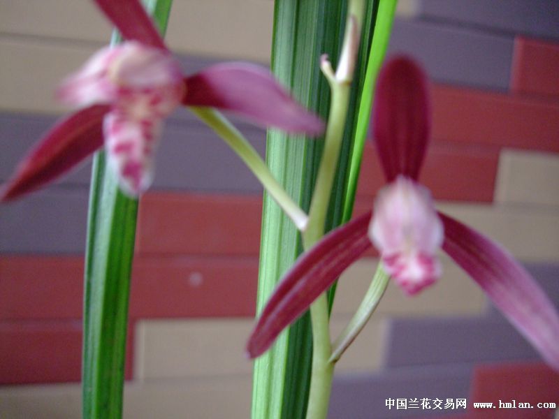 下山新品取各 辣<em>妹</em>子 <em>存档</em>-建兰篇-中国兰花交