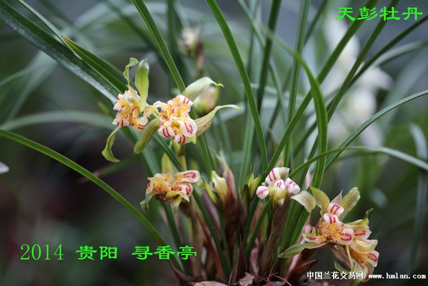 2014天彭牡丹——价廉物美的好花-春兰篇-中国兰花网
