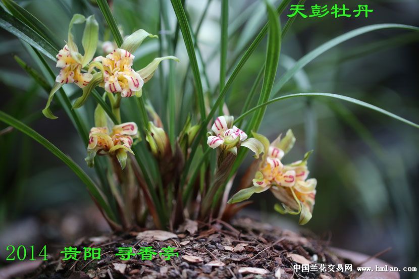 2014天彭牡丹——价廉物美的好花-春兰篇-中国兰花网