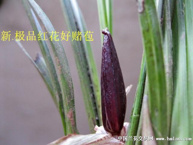 下山春兰[极品红花好赌苞] - 中国兰花交易网