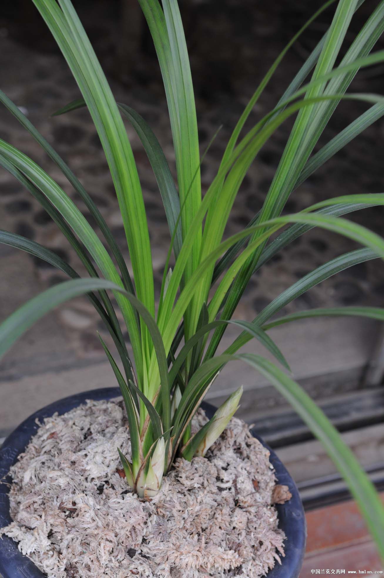 大雪素(自然养):连体3苗4花箭(清秀大壮苗)